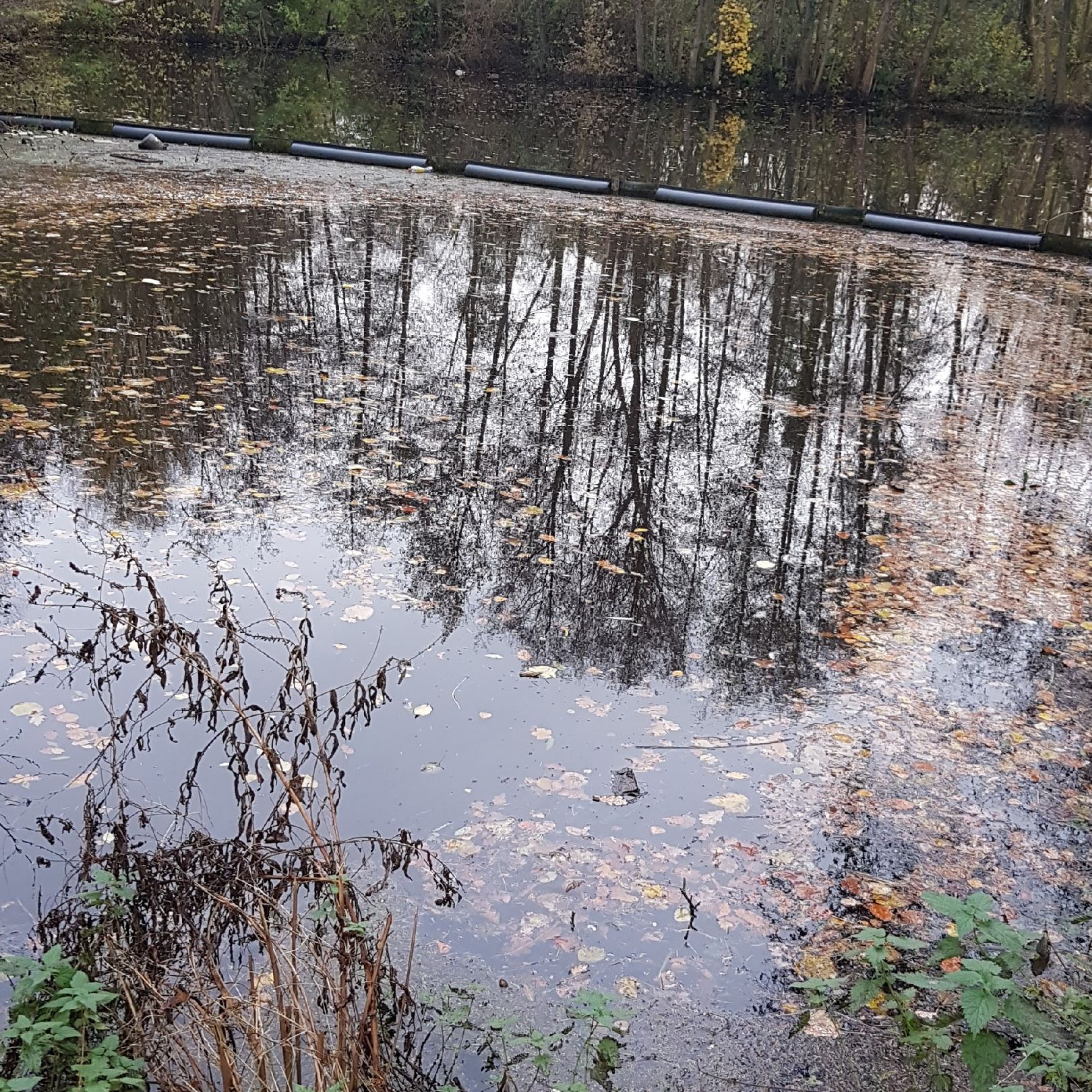 Regenrückhaltebecken Tornesch angeln