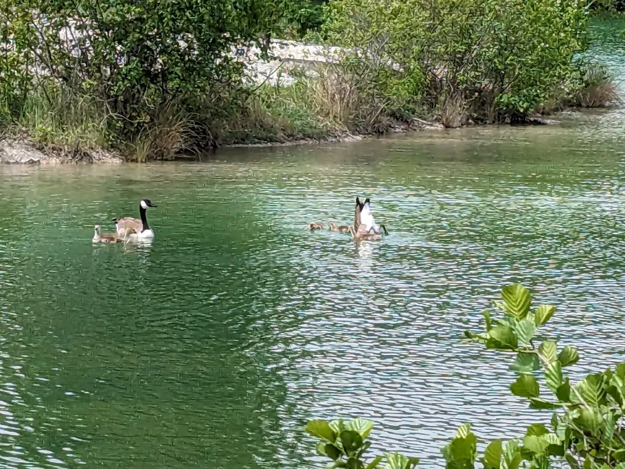 Dyckerhoff-Biotop (Beckum) angeln