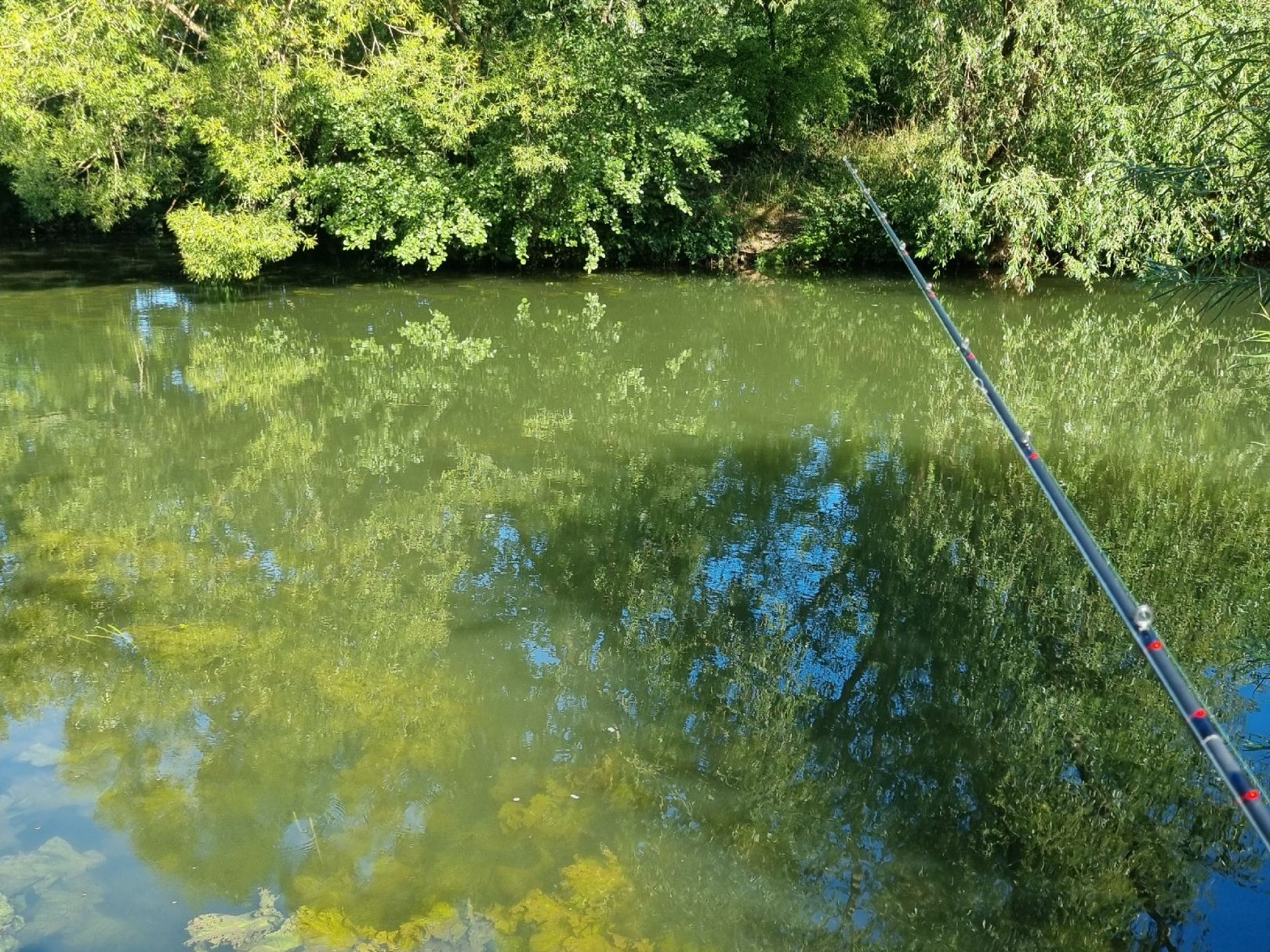 Fränkische Saale (Gemünden am Main) angeln