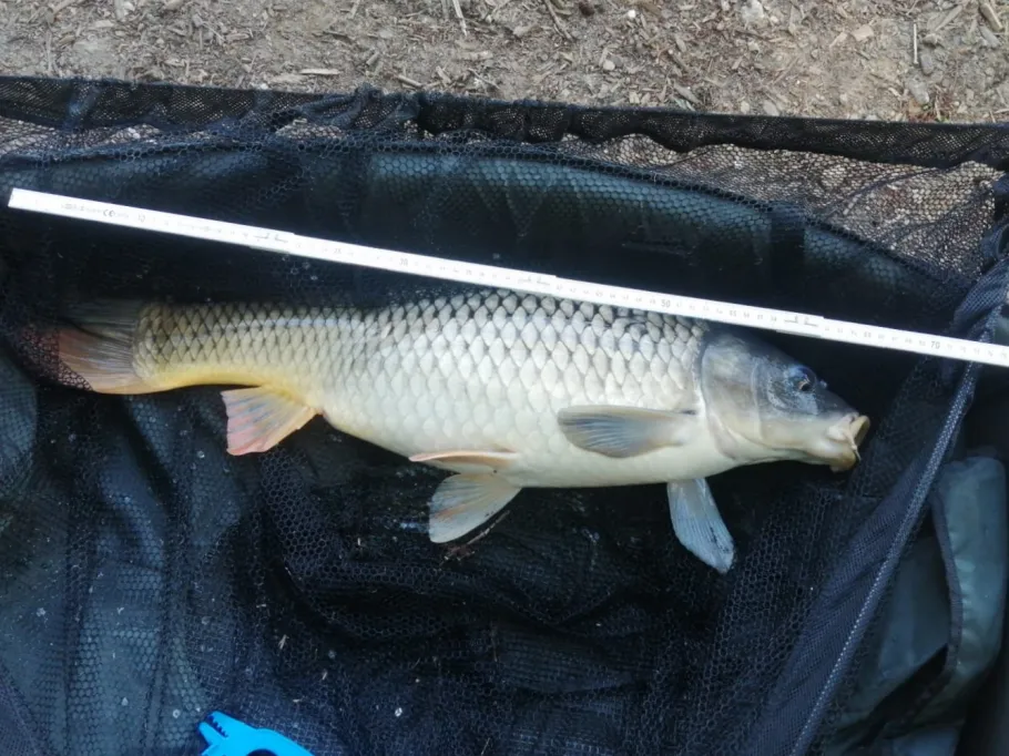 Maxhütte (Greudnitz) angeln