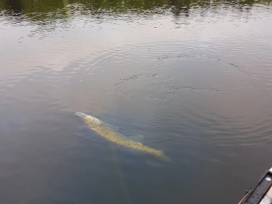 Dortmund-Ems-Kanal (Meppen) angeln