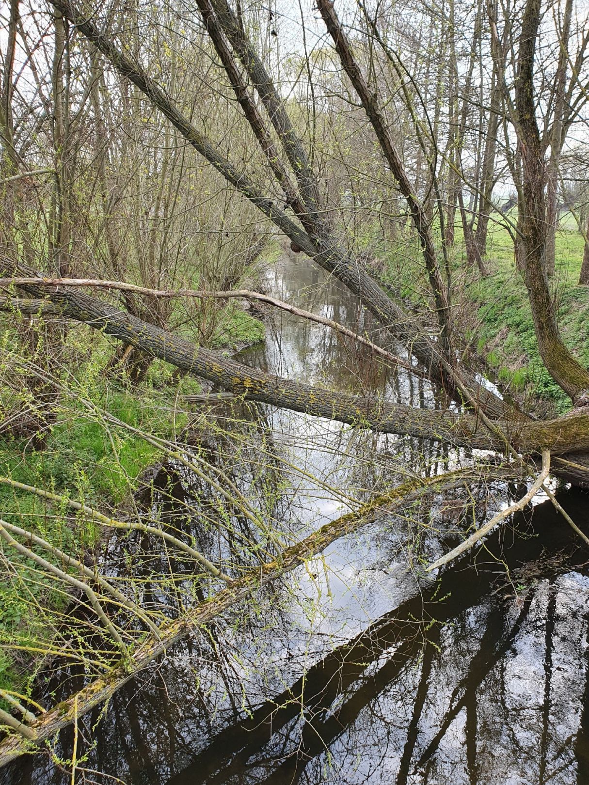 Nesse (Sonneborn-Friedrichswerth) angeln