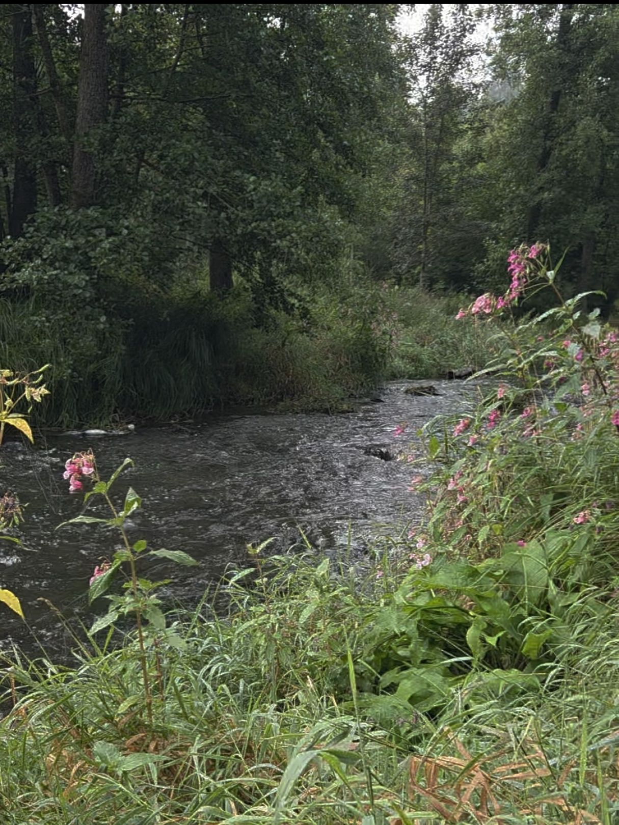 Gaißa (Aicha vorm Wald) angeln