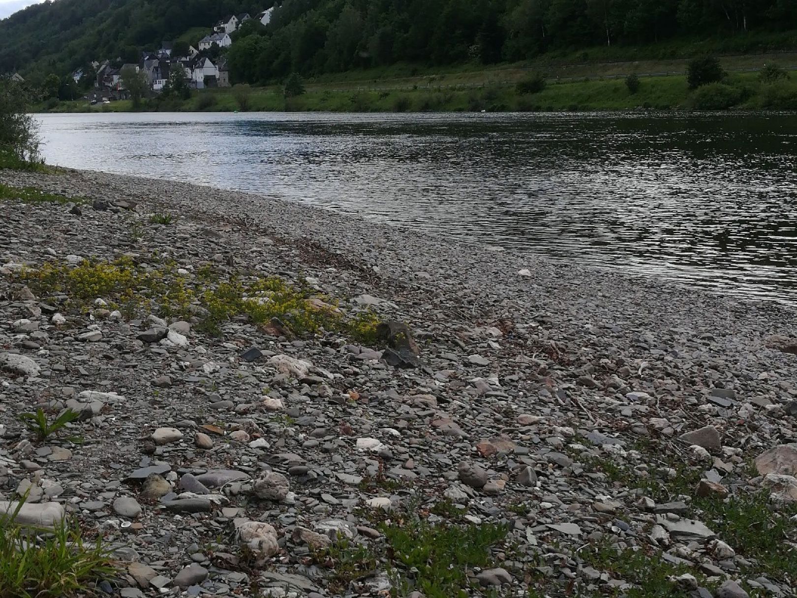 Mosel (Enkirch) angeln