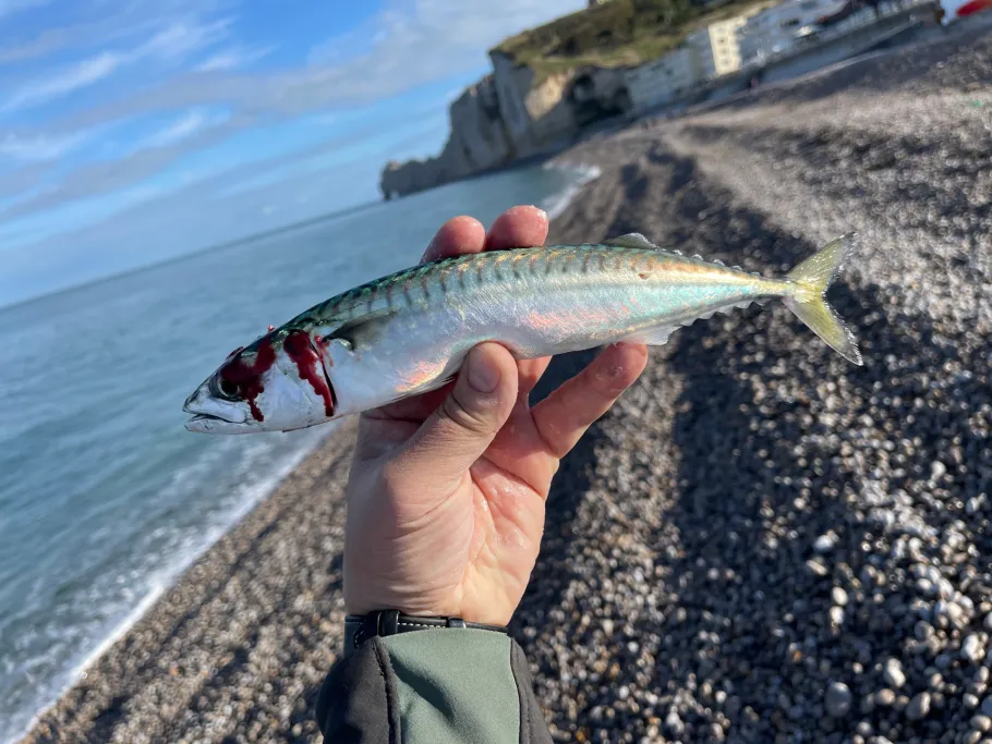 Ärmelkanal (Étretat) angeln