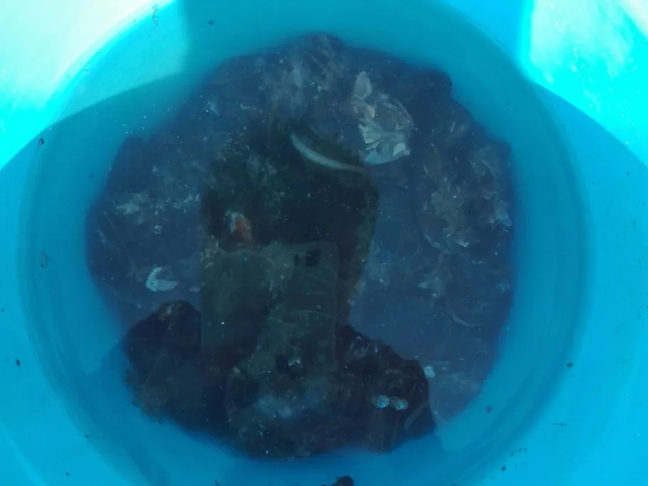 Nordsee (Blåvand Strand) angeln