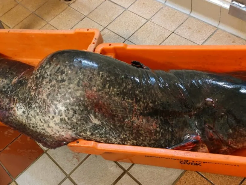 Mündesee (Angermünde) angeln