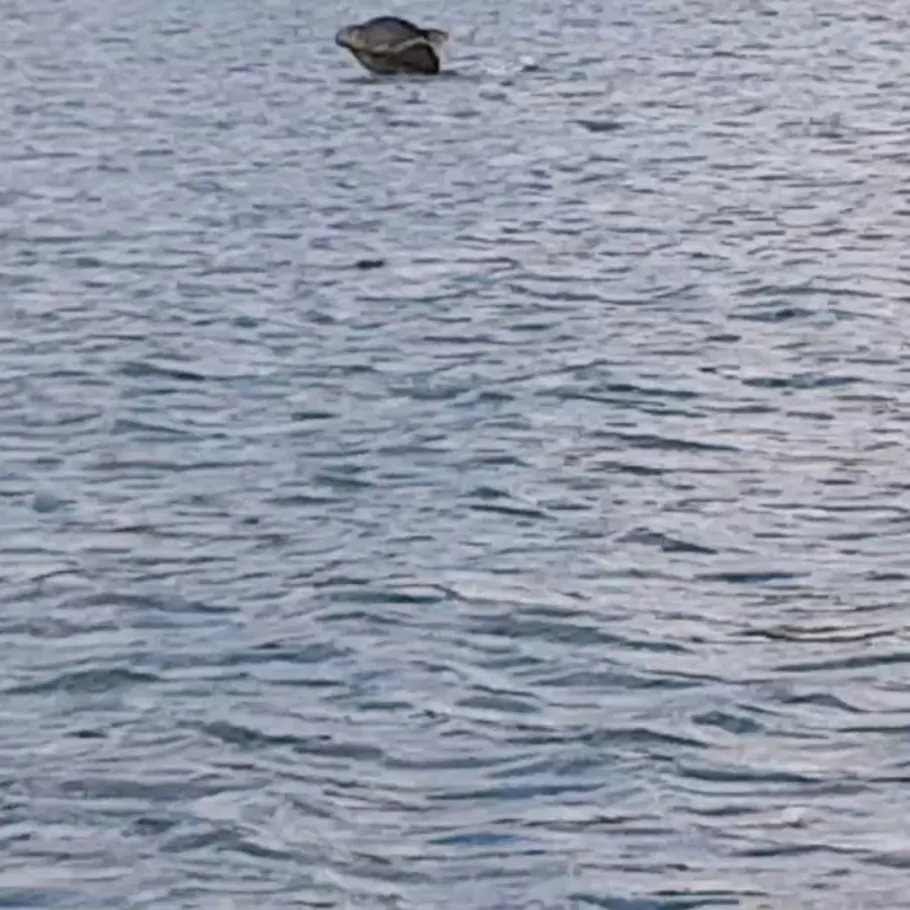 Weißach (Kreuth) angeln