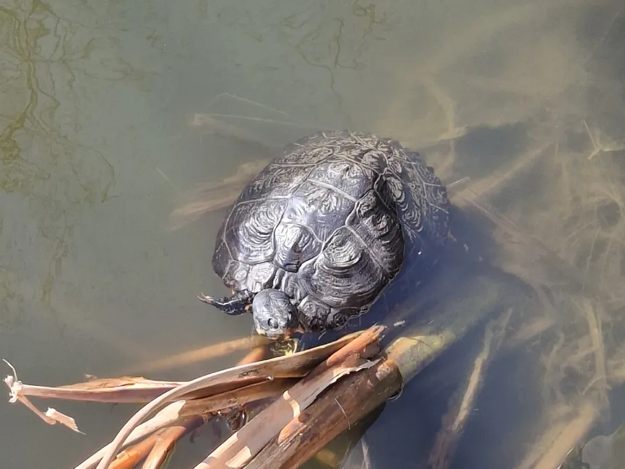 Centerparcs Erperheide angeln