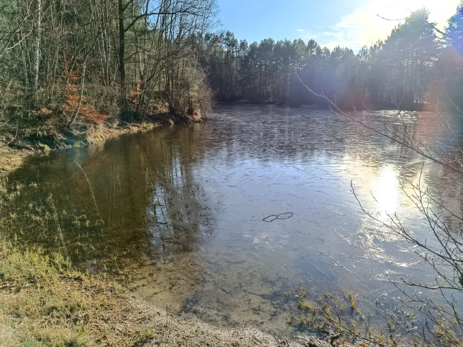 Wachholderteich (Faßberg) angeln
