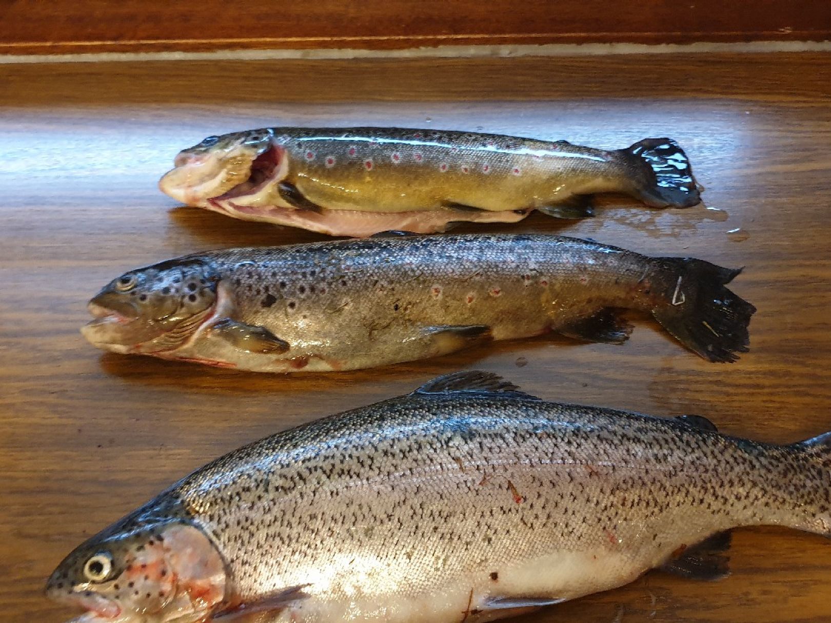 Fischparadies Siebenbrunn (Markneukirchen) angeln