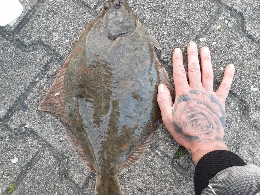 Ostsee (Travemünde) angeln