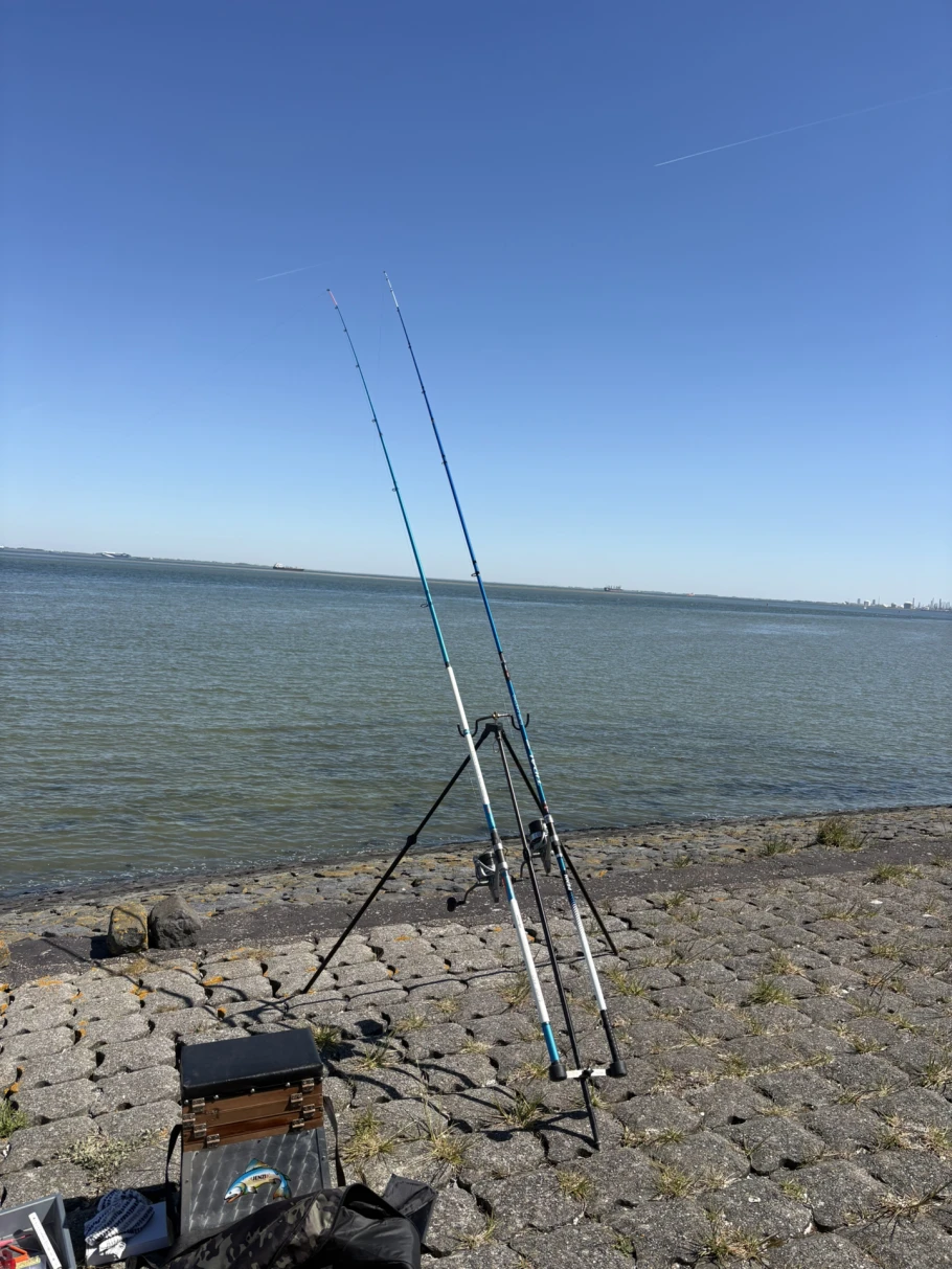 Westerschelde angeln