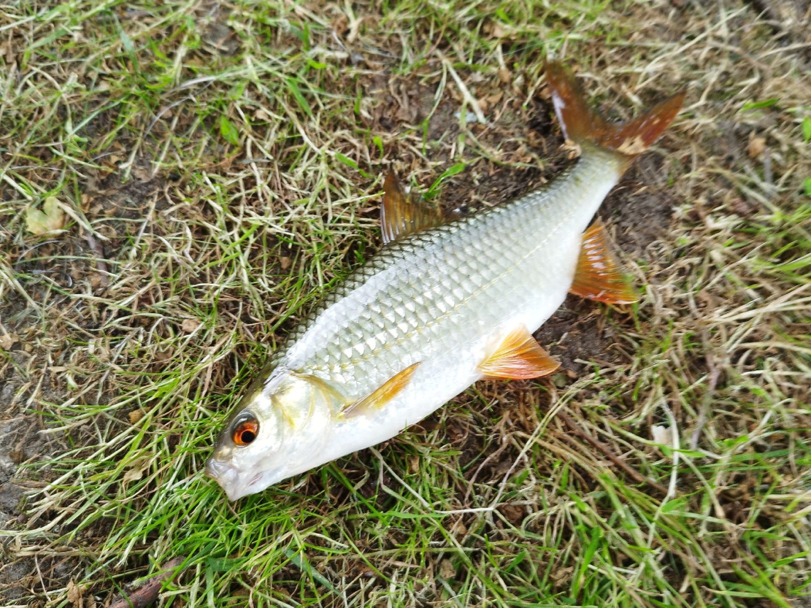 Fenn (Sonnenberg) angeln