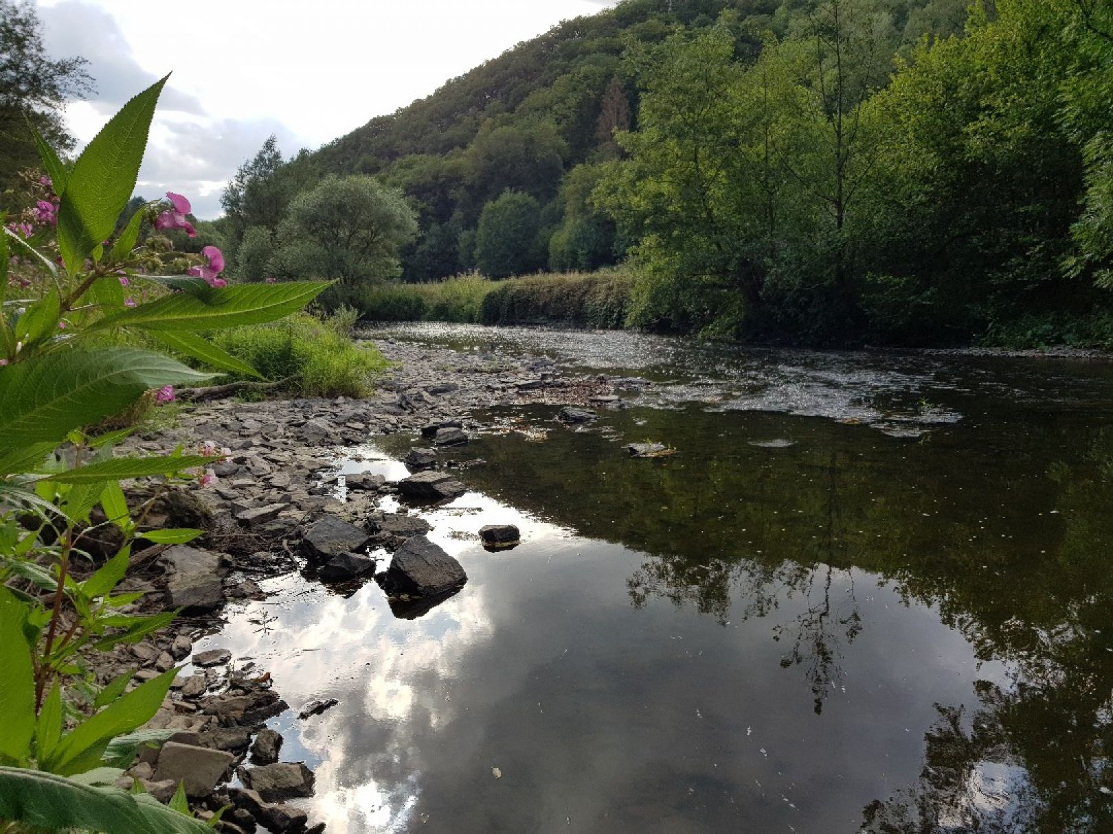 Wied (Waldbreitbach) angeln