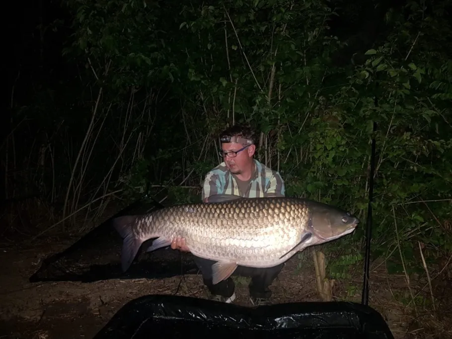 Donau (Straubing) angeln