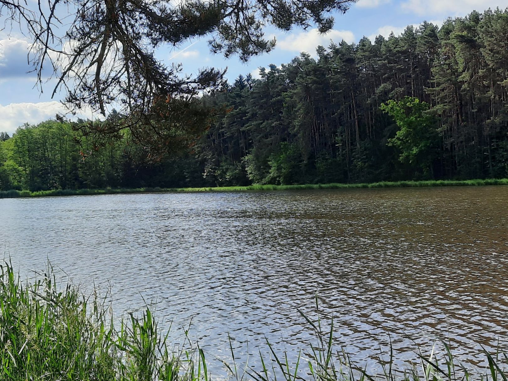 Dummetsweiher (Aisch) angeln