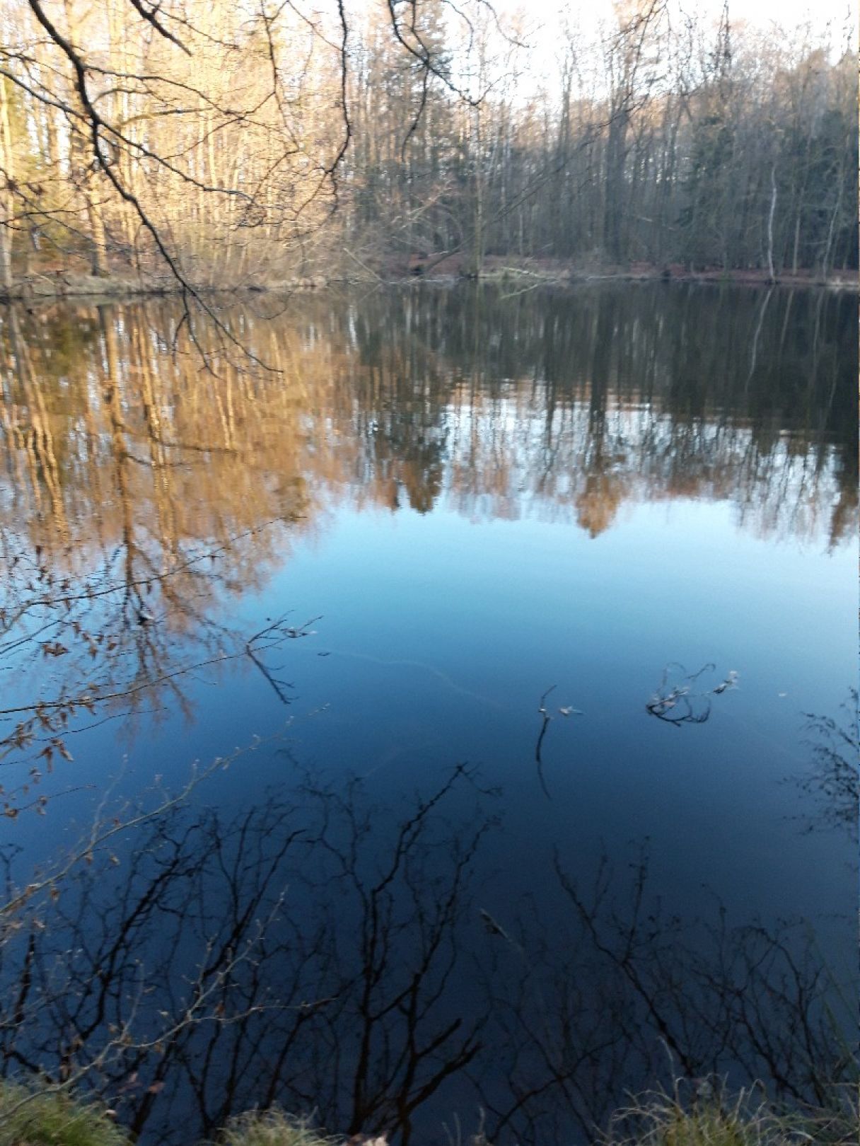 Waldsee Hoikendorf angeln