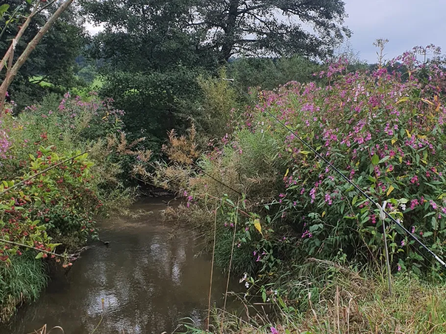 Neufnach (Langenneufnach) angeln