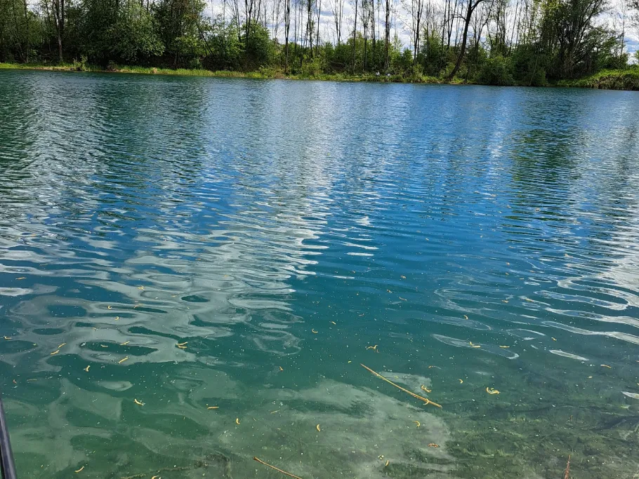 Gastsee (Sinningen) angeln