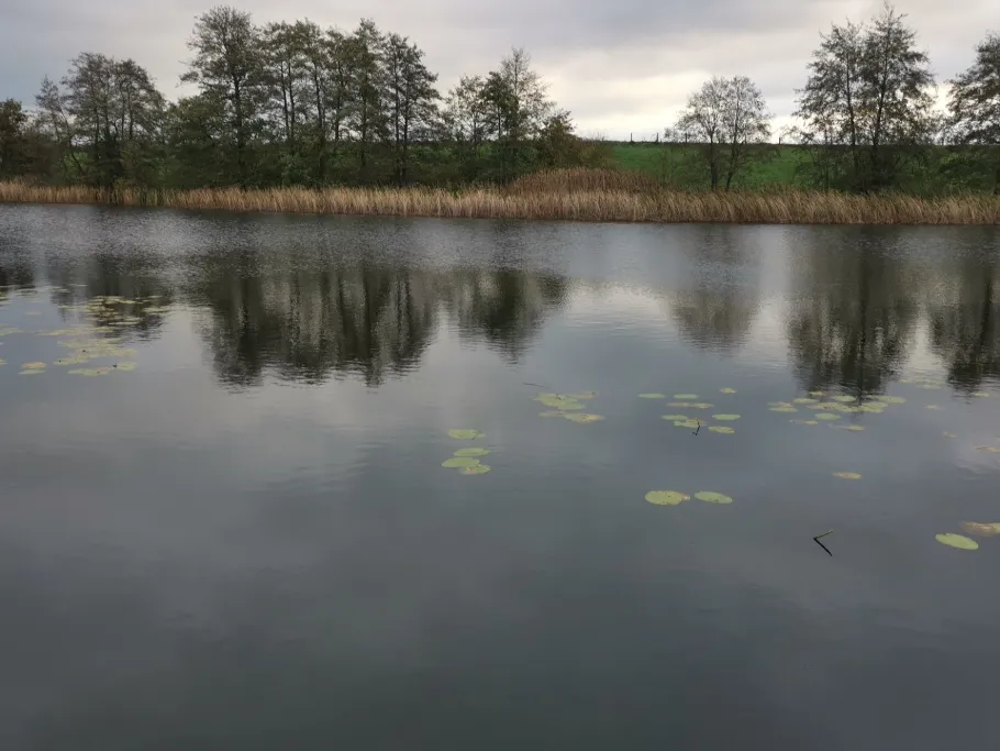 Bützow See (Kleekamp) angeln