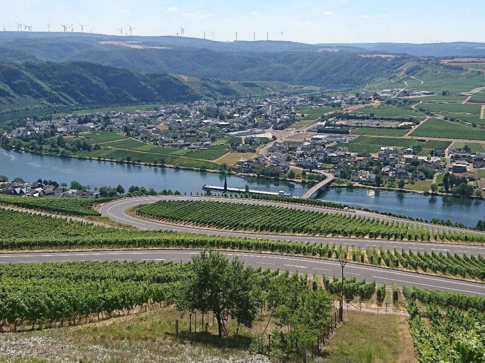 Mosel (Piesport-Minheim) angeln