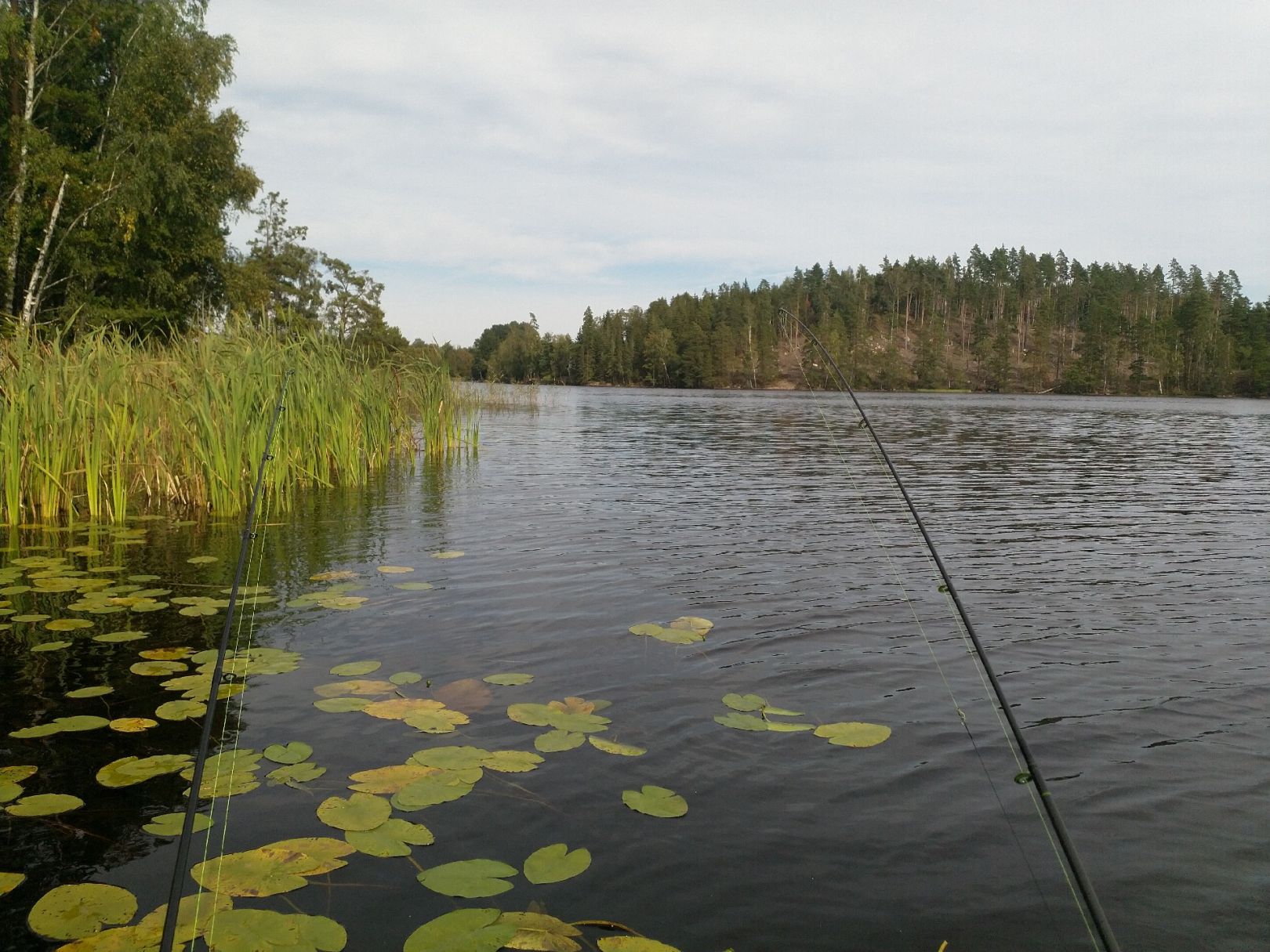 Säljen (Åseda) angeln