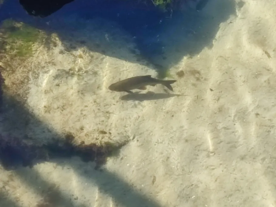 Ostsee (Wustrow) angeln