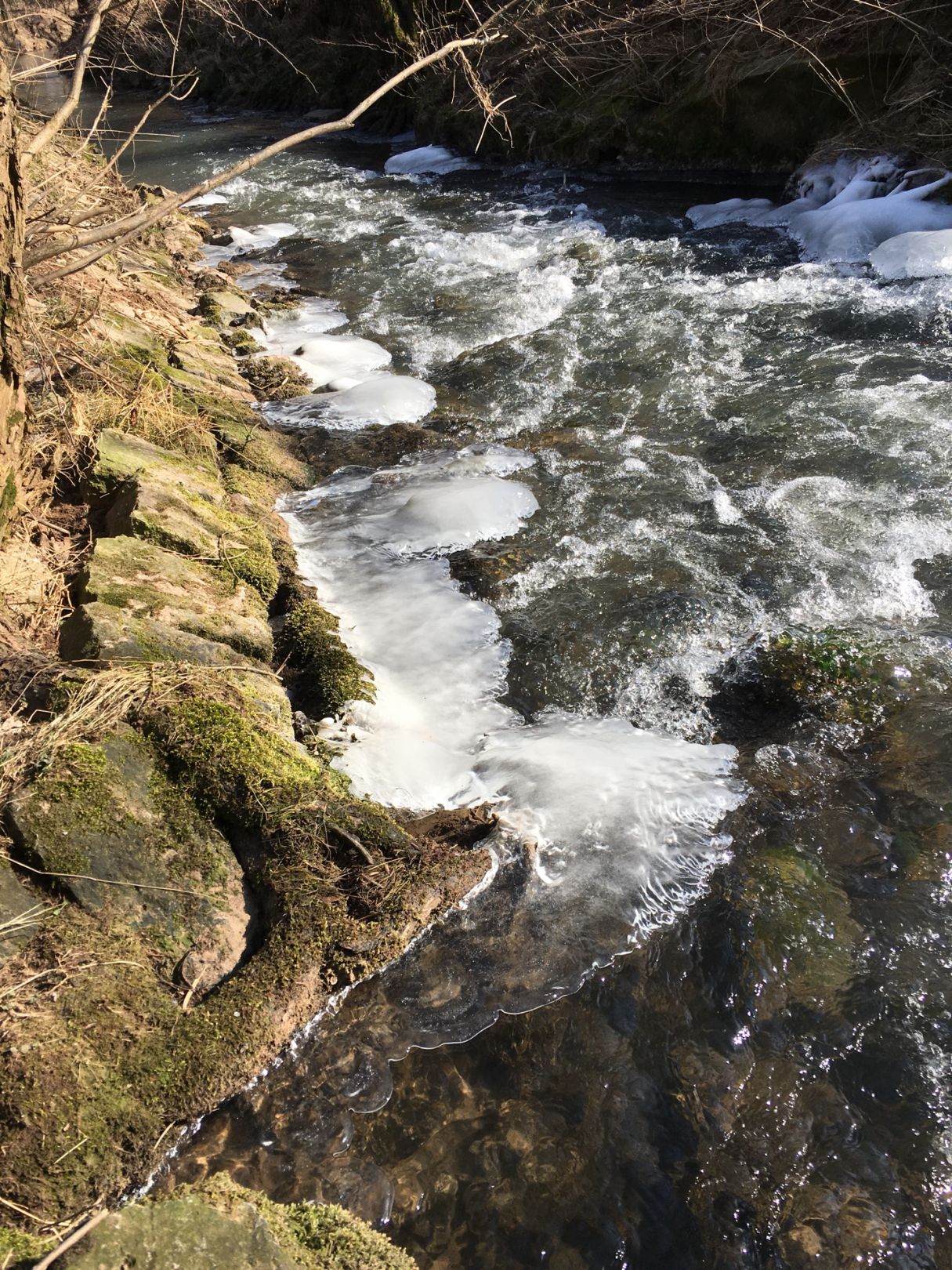Haslach (Burghaslach) angeln