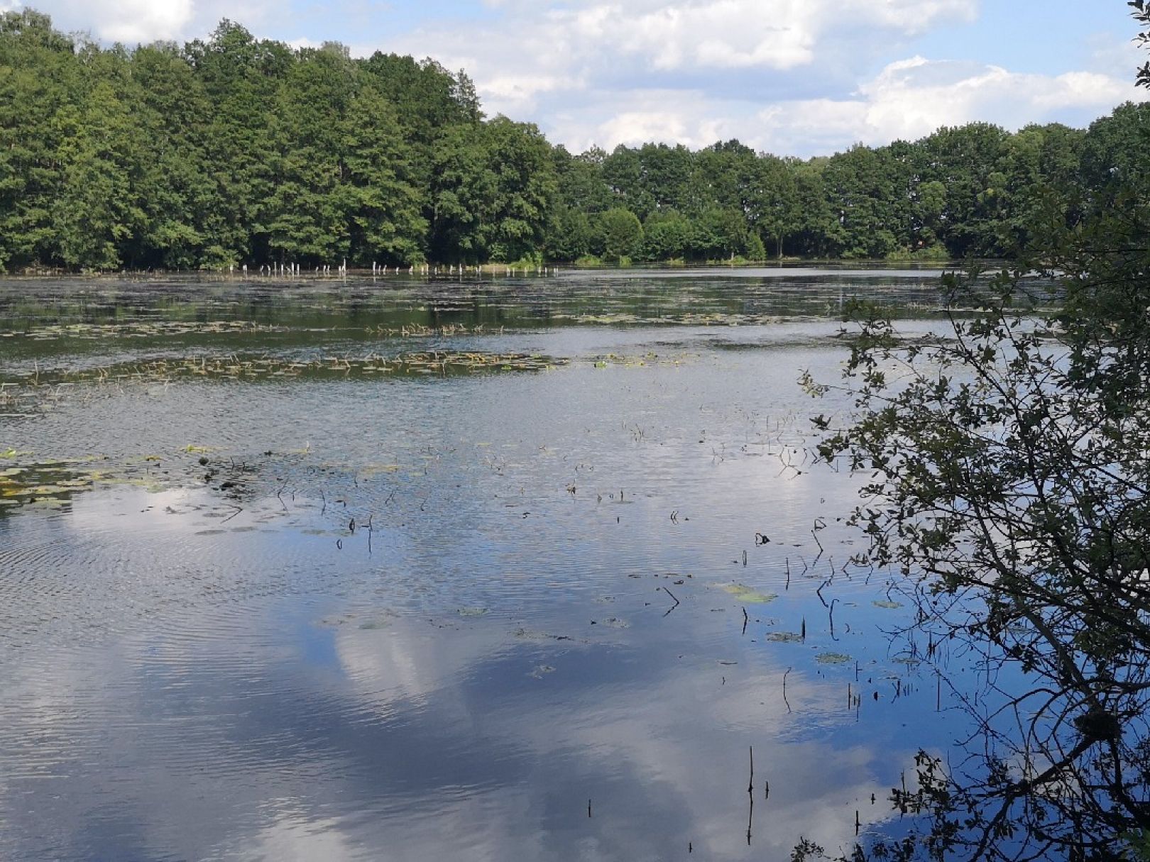 Heideteich (Reddern) angeln