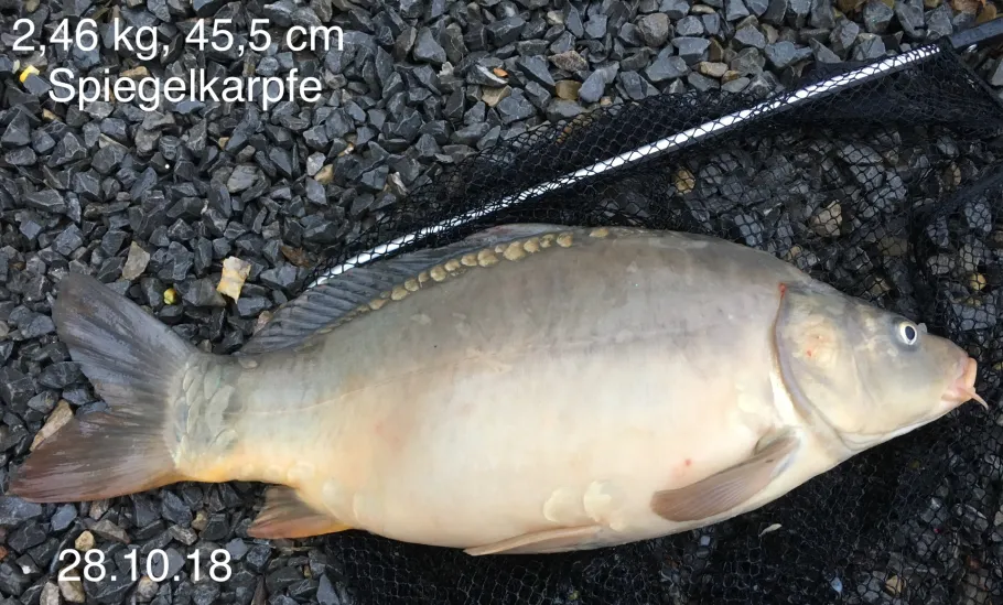 Zaber (Zaberfeld) angeln