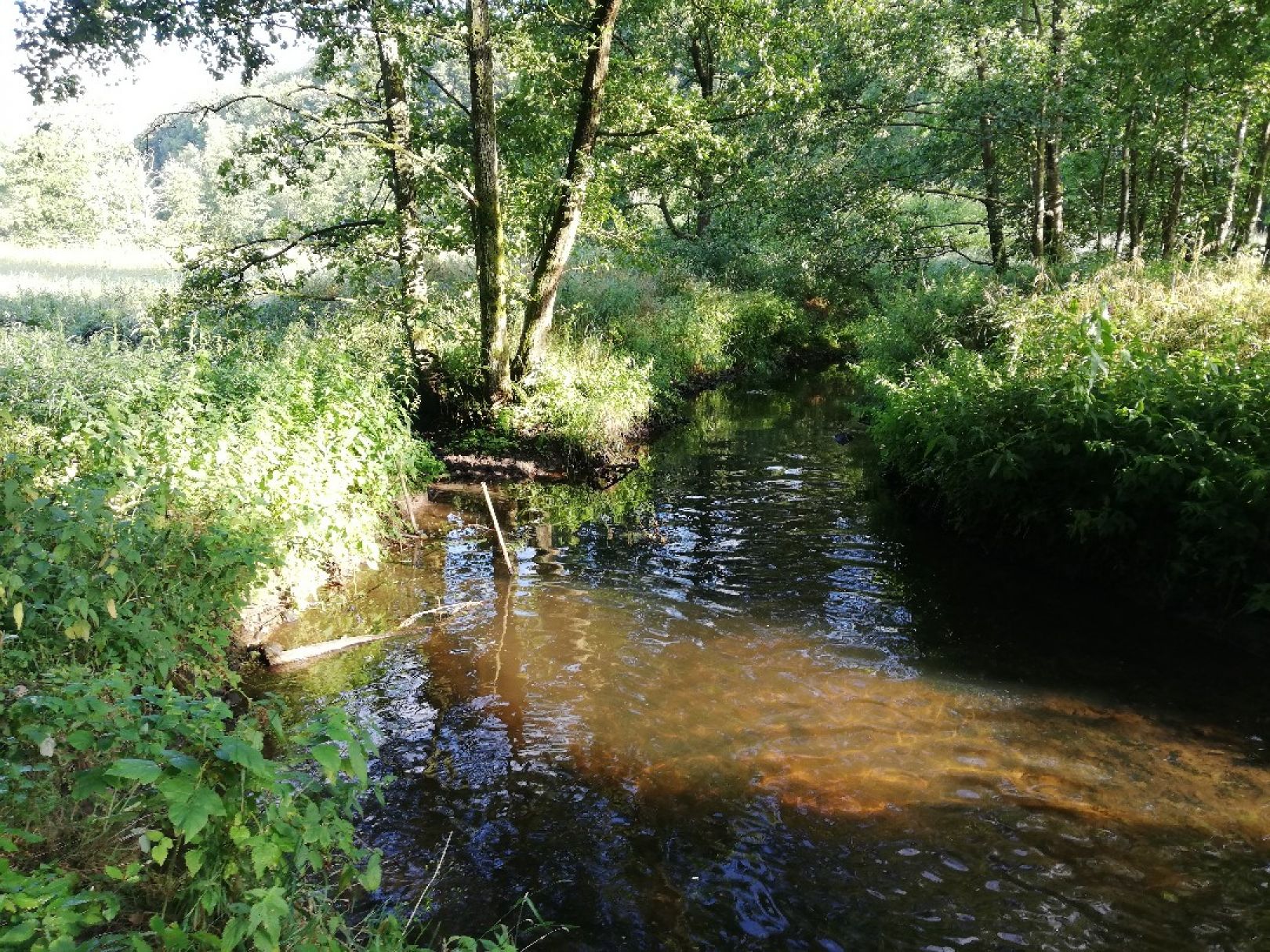 Gieselau (Albersdorf) angeln