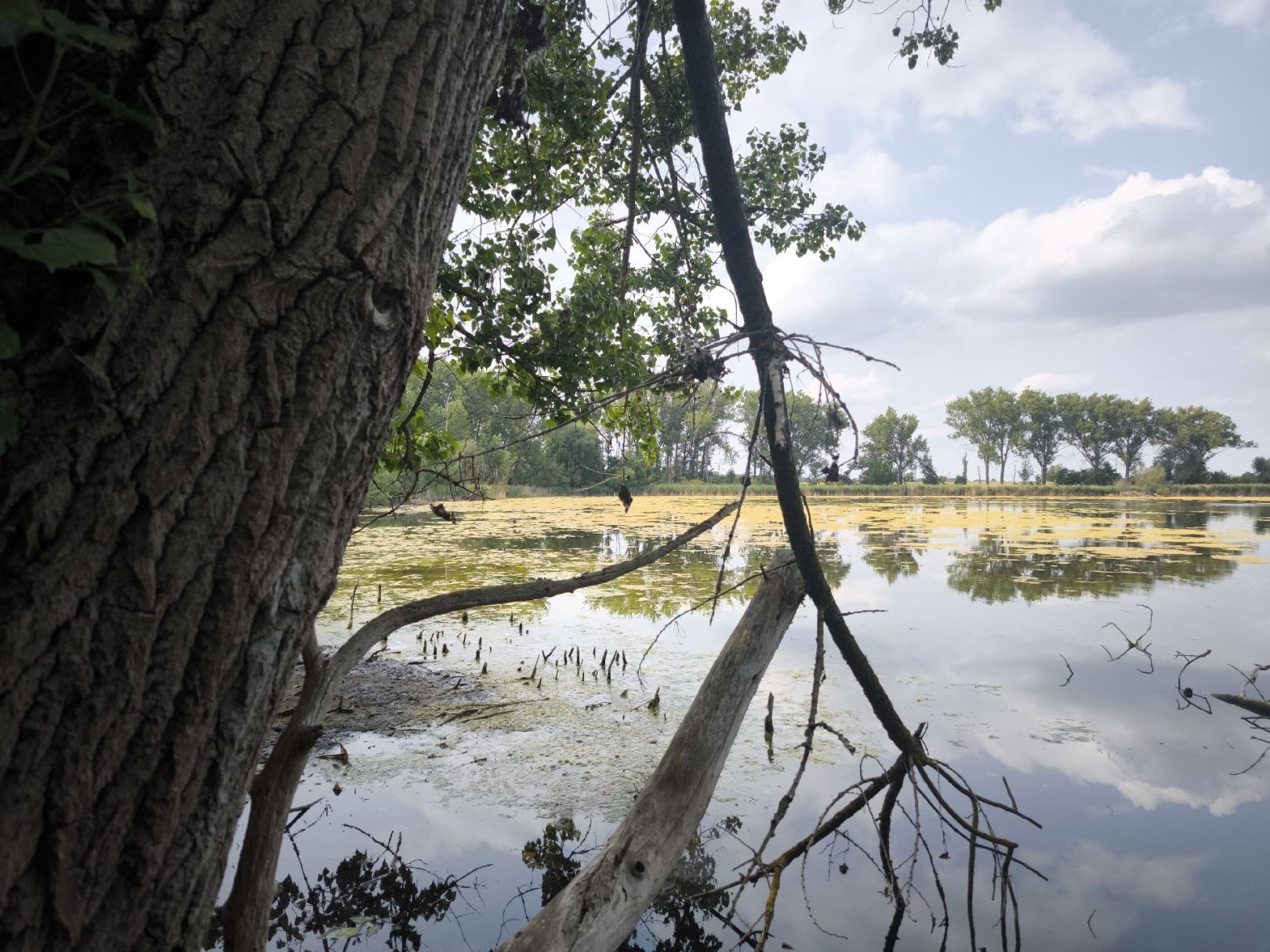 Cösitzer Teich angeln