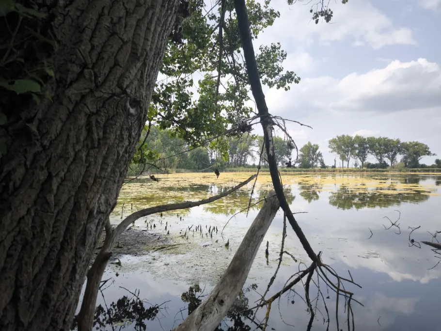 Cösitzer Teich angeln
