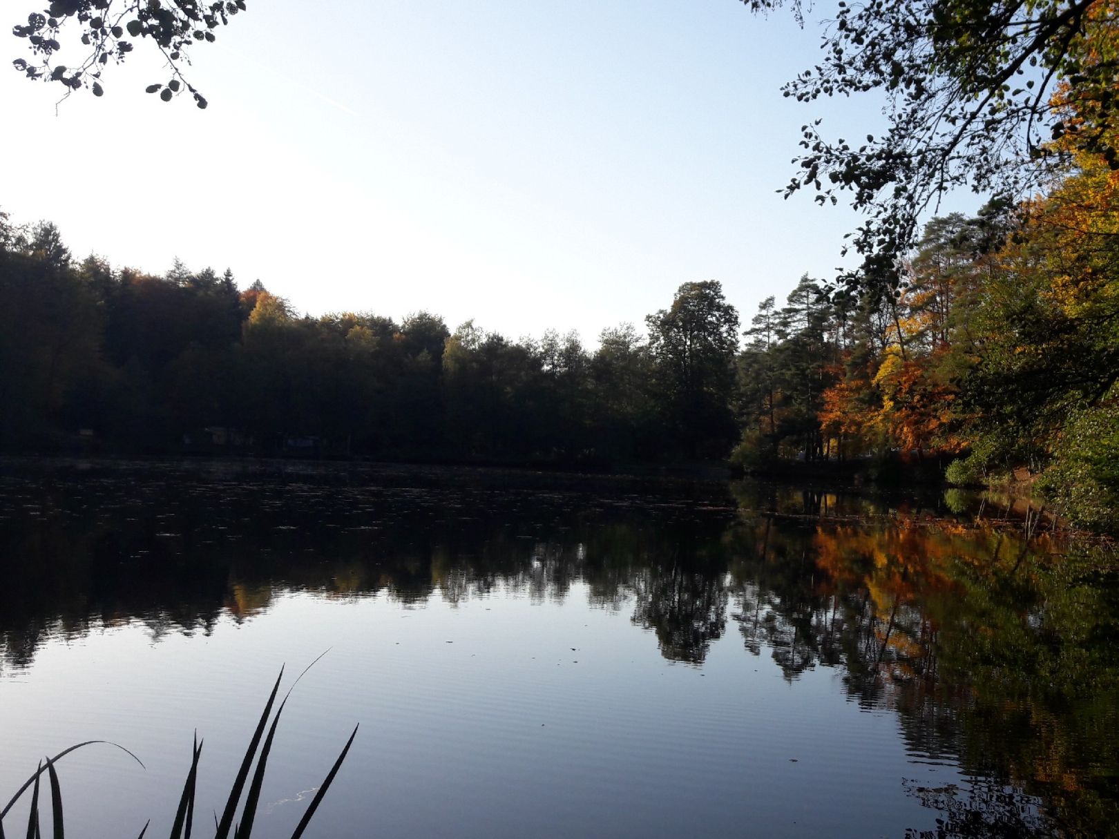 Schönsee (Urnshausen) angeln