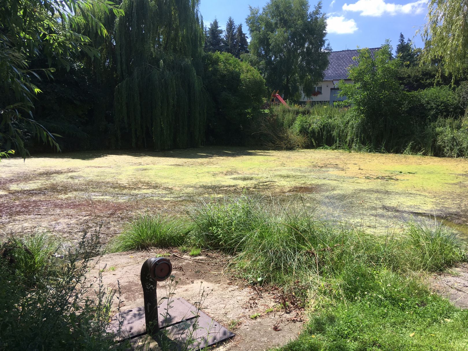 Dorfteich Hohenwarsleben angeln