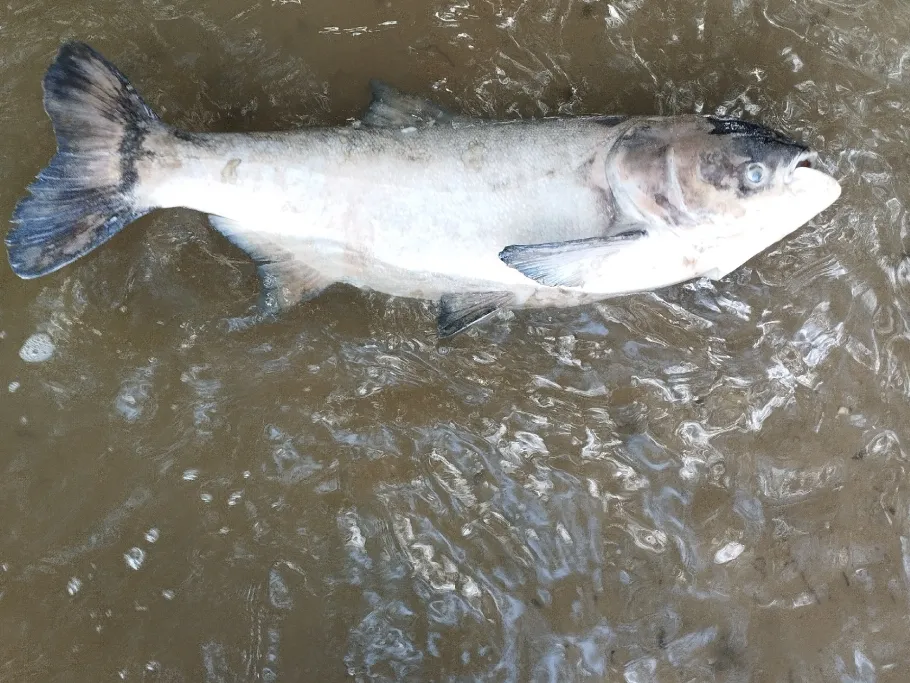 Alter Kiessee (Bestensee) angeln