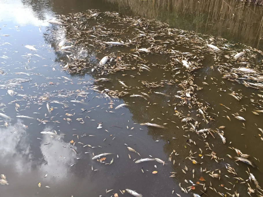 Tauerwiesenteich (Mücka) angeln