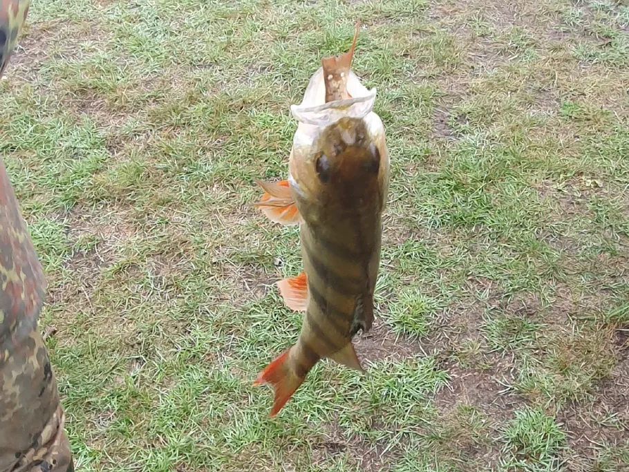 Ehle (Gommern) angeln