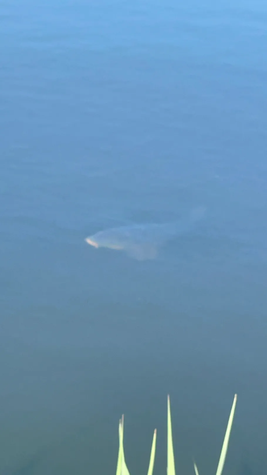 Brack 4 (Buxtehude) angeln