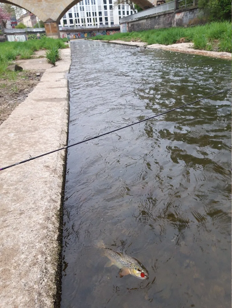Roter Main (Bayreuth) angeln