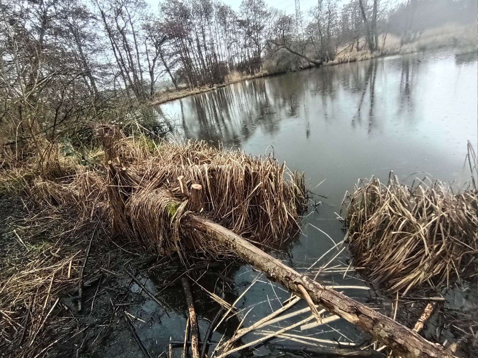 Torfkuhle an der Bahn (Kessin) angeln