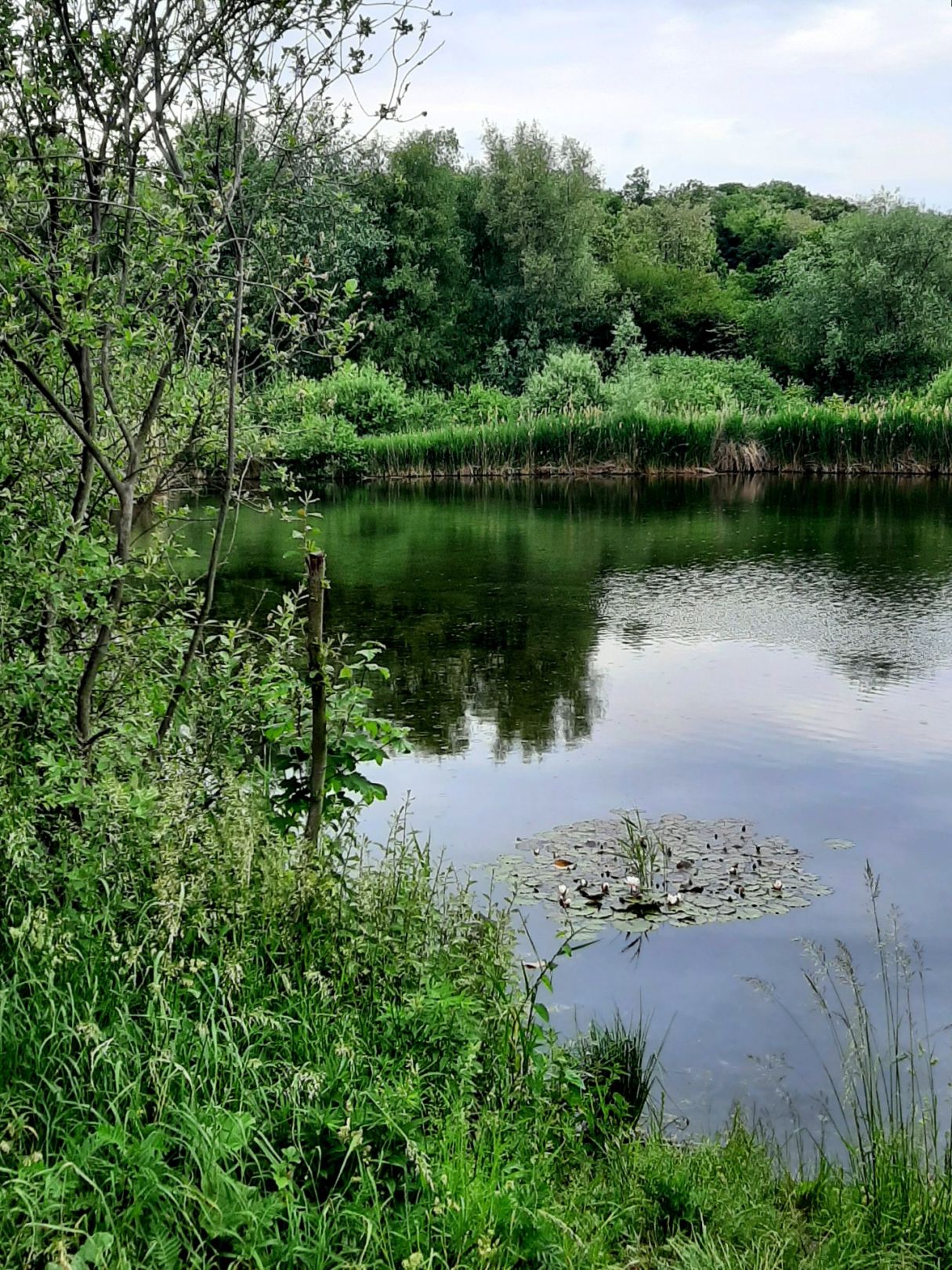 Wiesengewässer (Leipzig) angeln