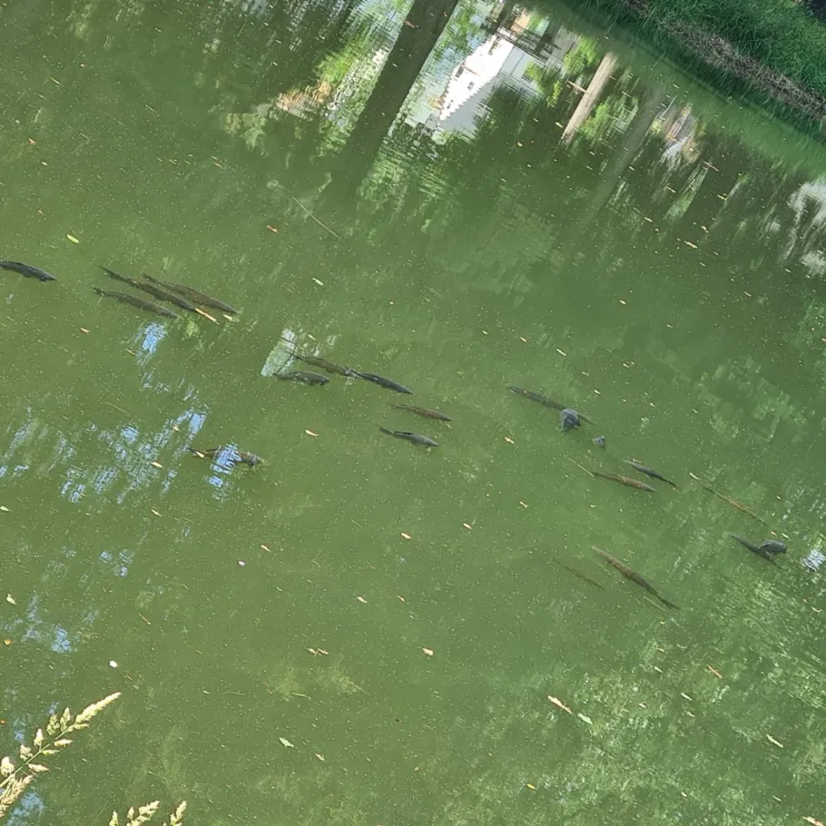 Pfeilhammerteich (Pöhla) angeln