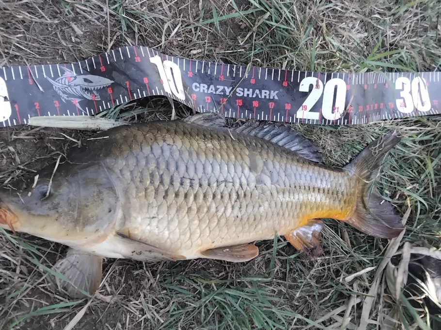 Kiessee Dolphus (Barby) angeln