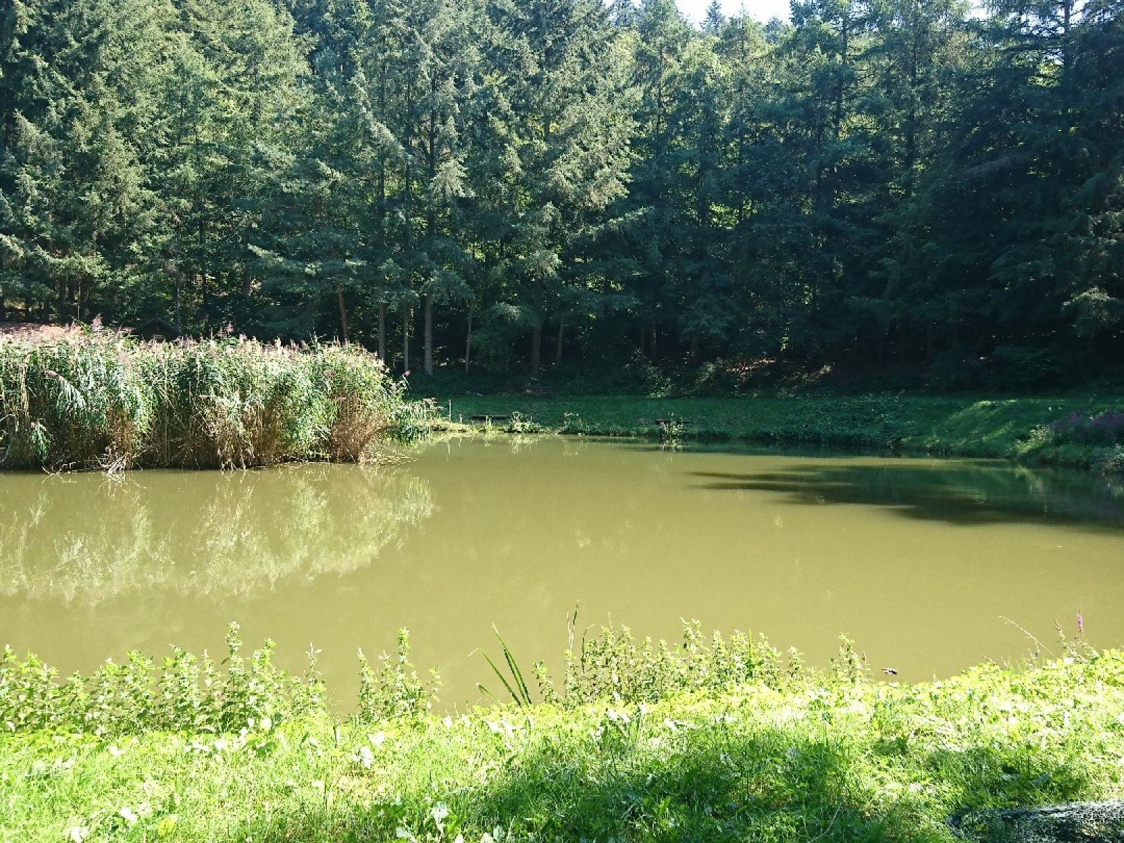 Müllenweiher (Kröv) angeln
