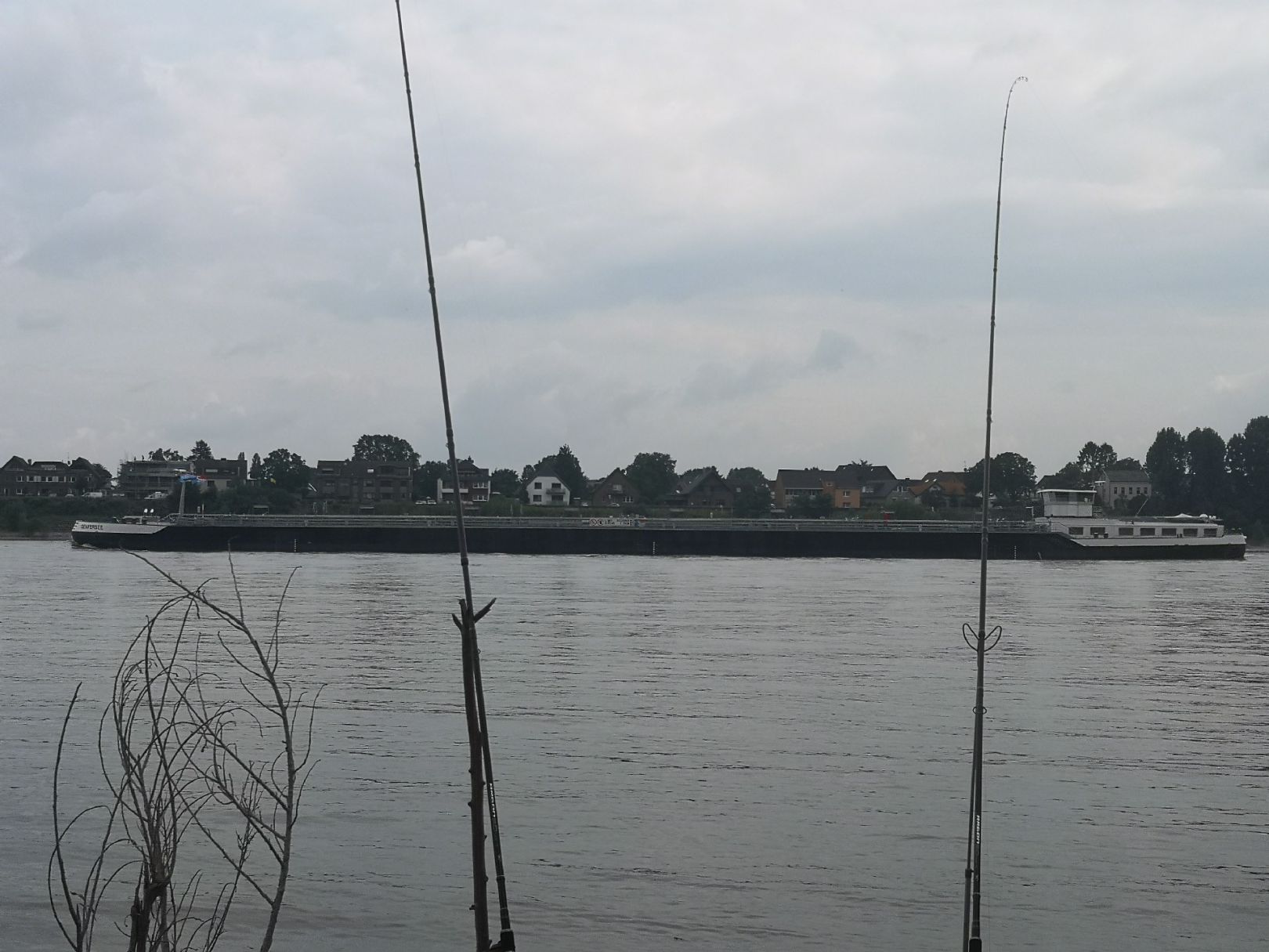 Rhein (Sürth) angeln