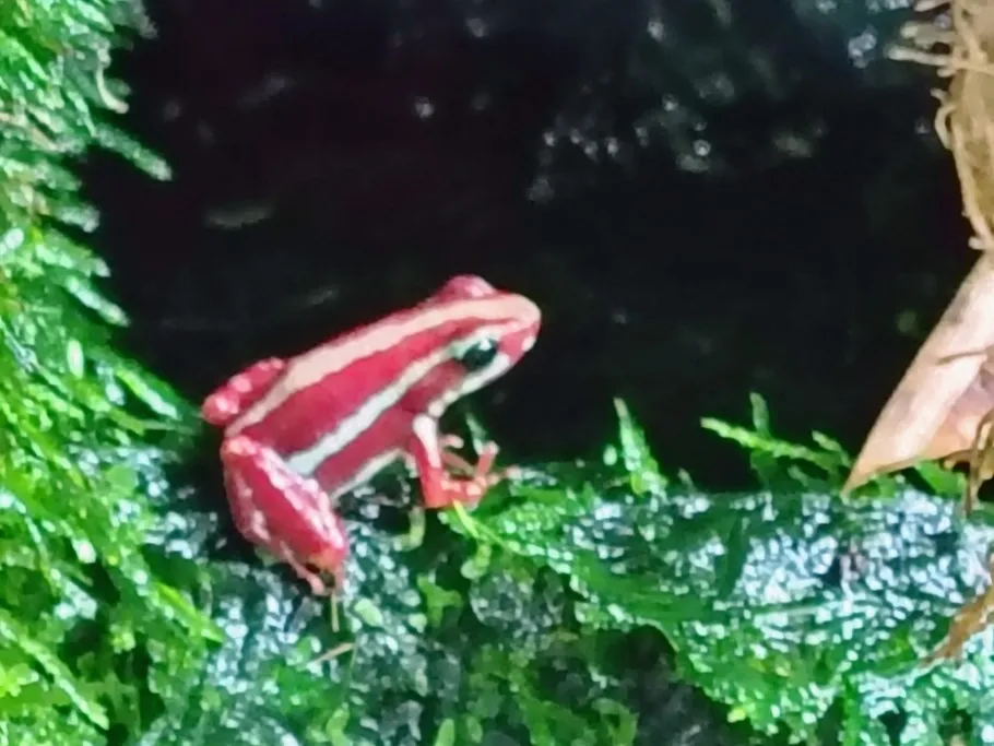 Brandlweiher (Gaimersheim) angeln