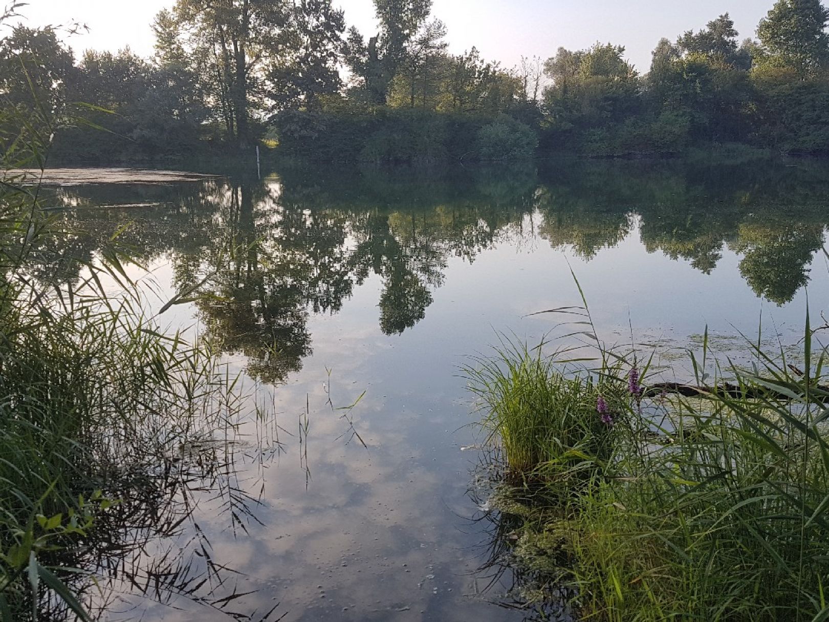 Altrhein Hügelsheim angeln