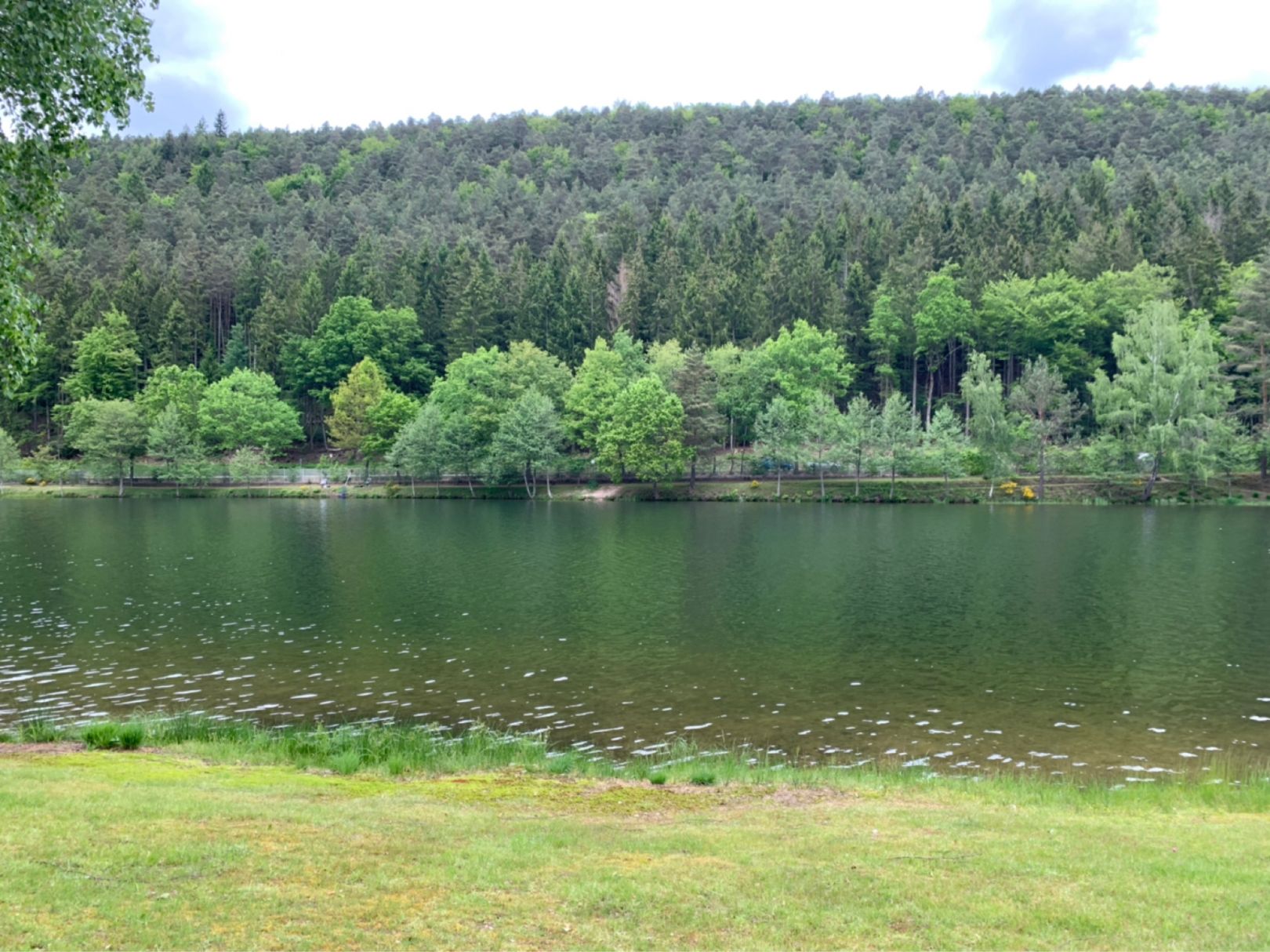 Clausensee (Waldfischbach-Burgalben) angeln